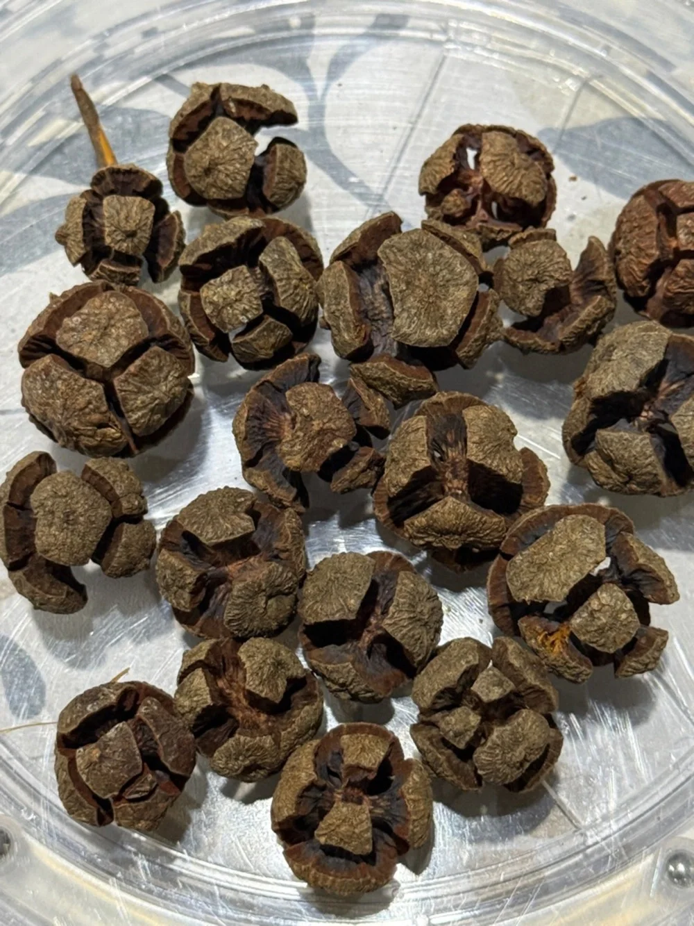 20 Natural Brown Dried Seed Pods - Decorative Accents and crafting